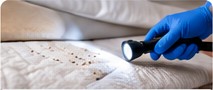 Bed bug inspection