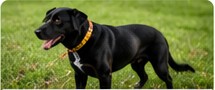 Detection dog